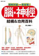 腦、神經 結構&功用百科