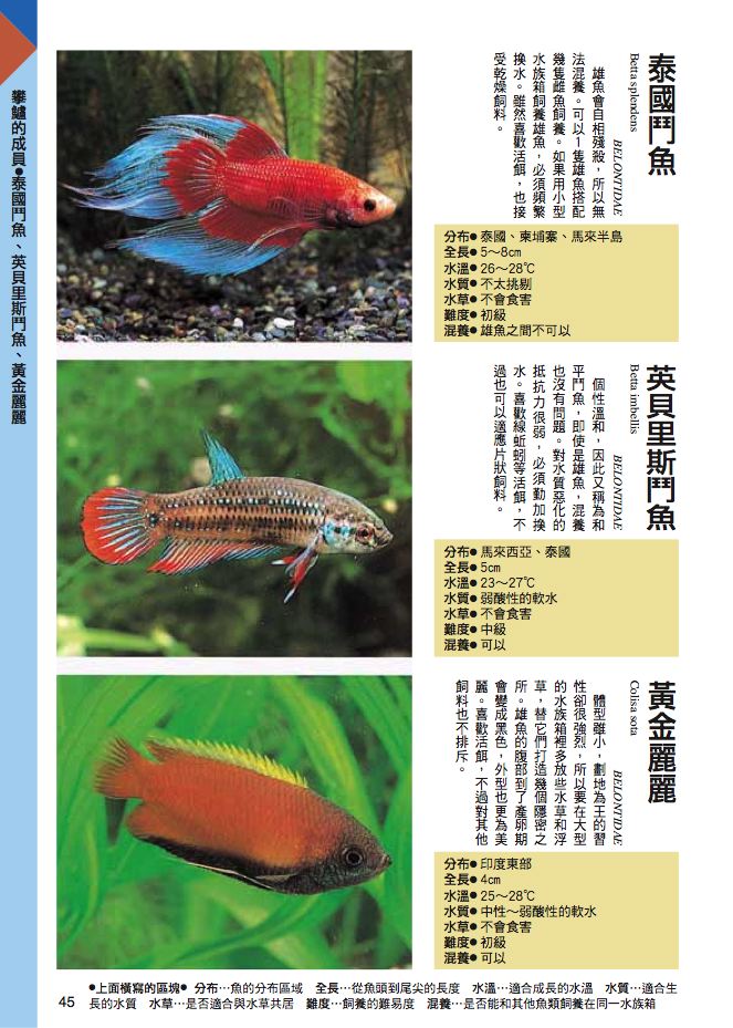 內頁 8