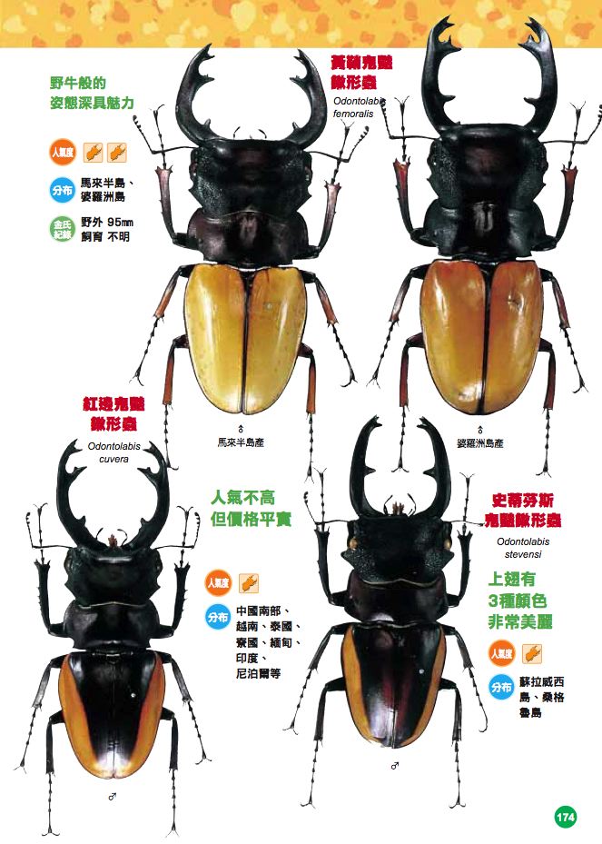 內頁 5