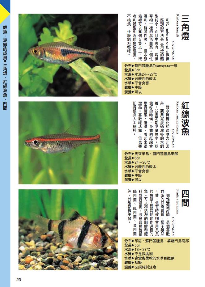 內頁 4