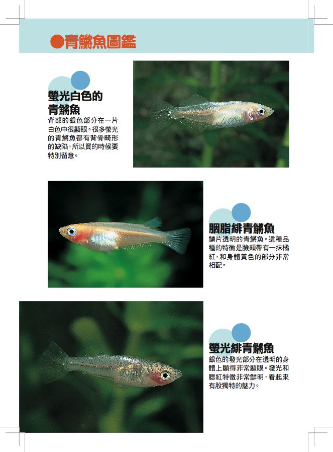 內頁 1