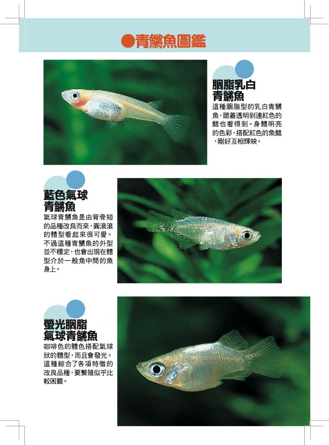 內頁 3