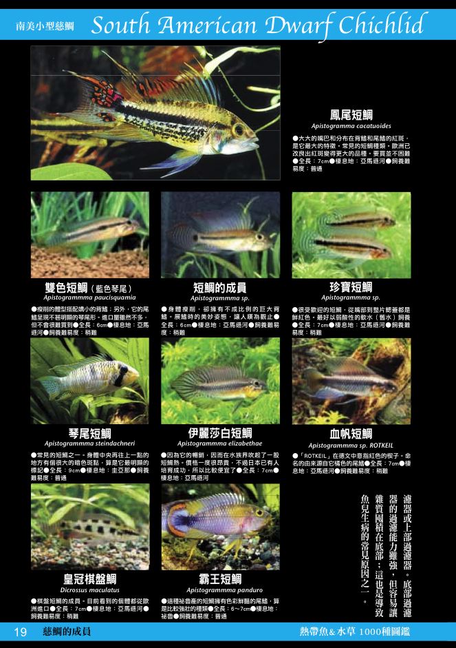 內頁 6