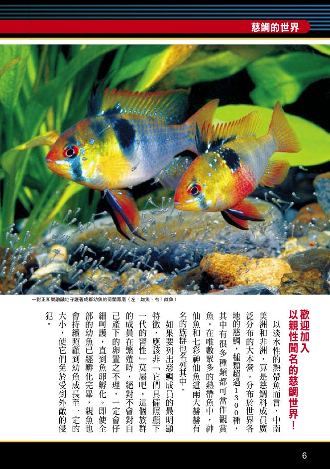 內頁 1