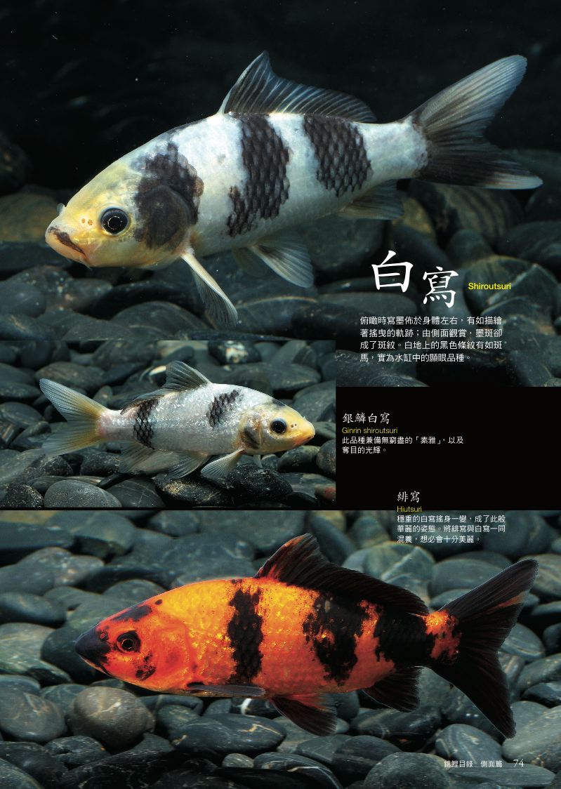 內頁 9
