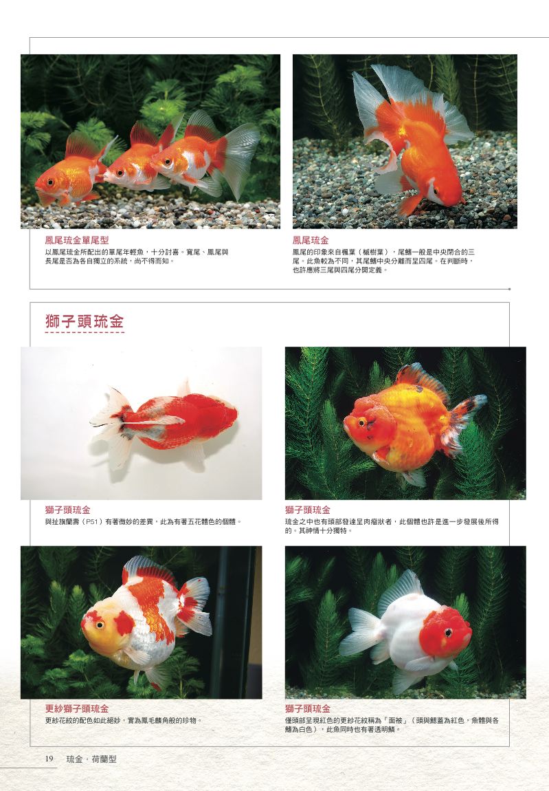 內頁 5