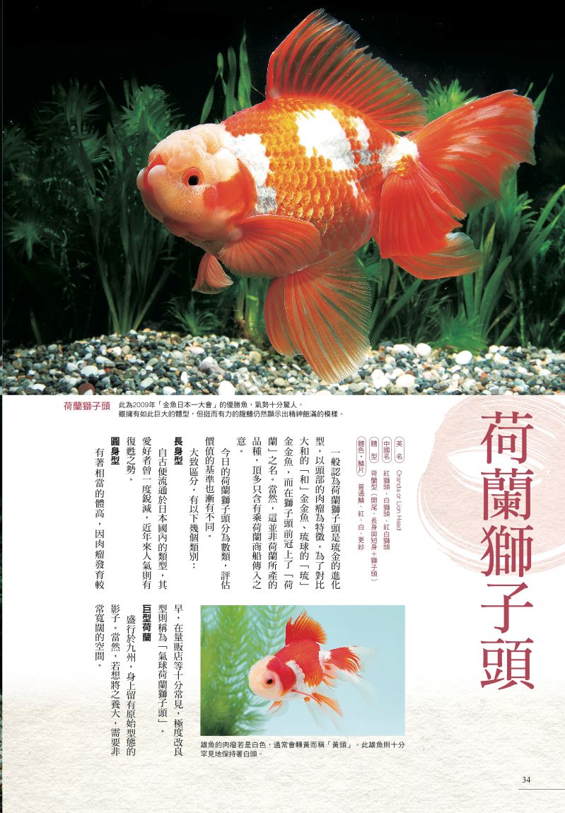 內頁 7